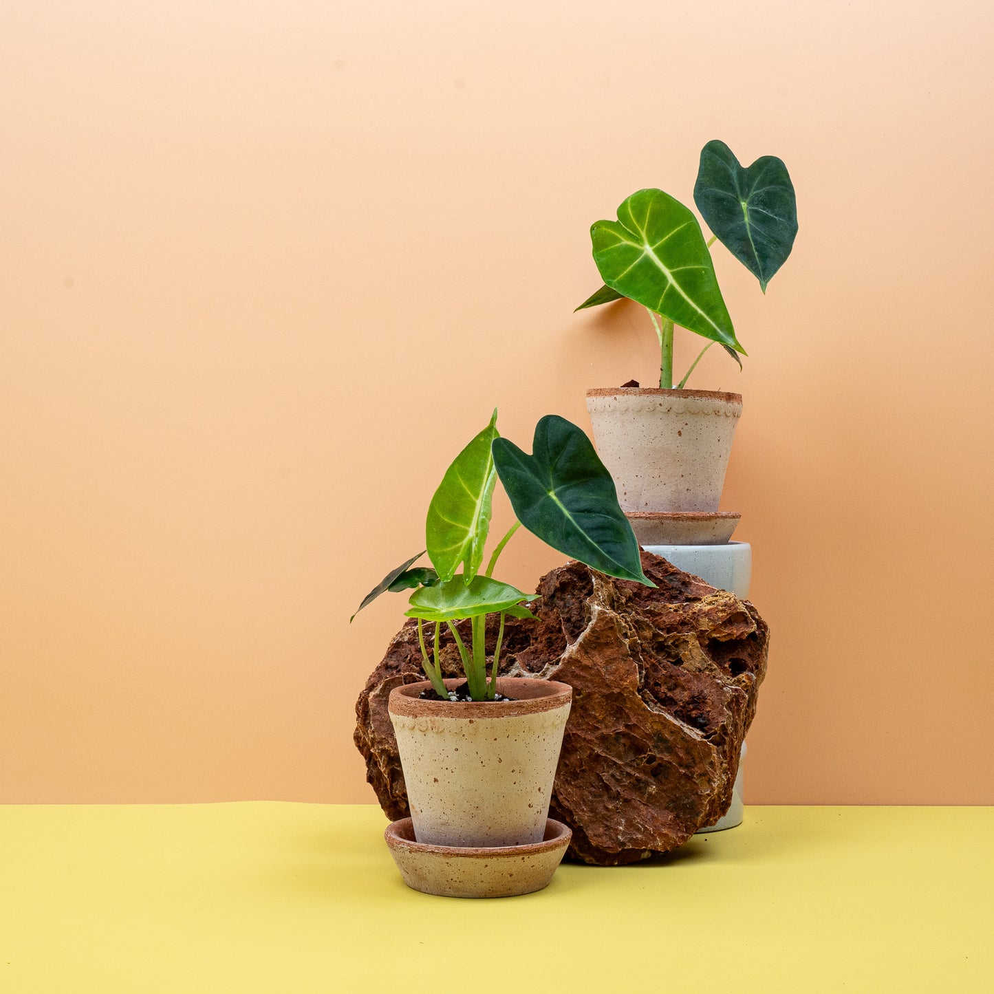 ALOCASIA FRYDEK online bestellen bei potflourri