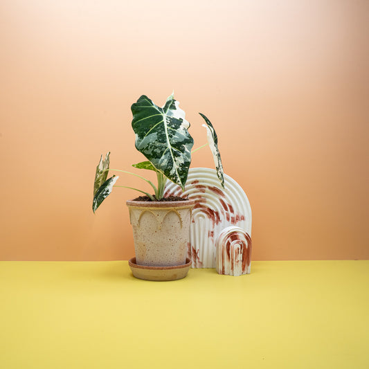 Alocasia Frydek Variegata – Zimmerpflanze mit samtigen Blättern – potflourri