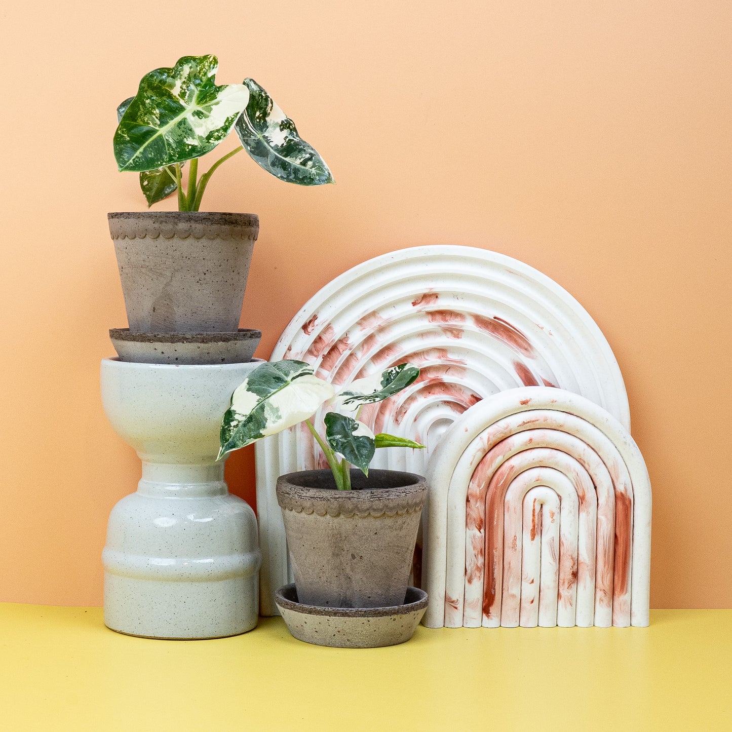 ALOCASIA FRYDEK VARIEGATA online bestellen bei potflourri