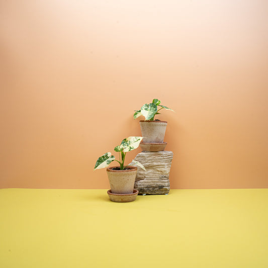 Alocasia Gageana Variegata Albo mit weißer Panaschierung – potflourri