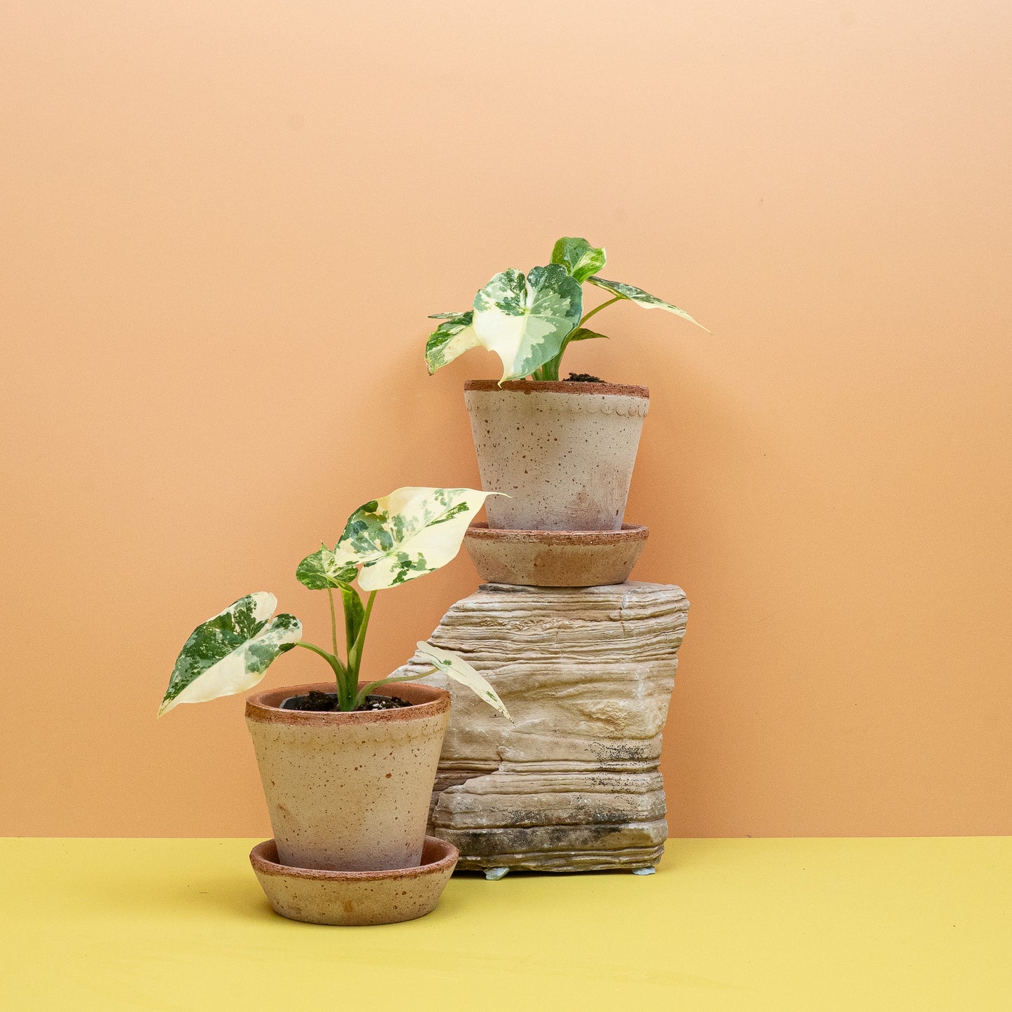 ALOCASIA GAGEANA VARIEGATA ABLO online bestellen bei potflourri