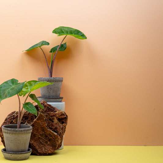ALOCASIA IMPERIAL RED online bestellen bei potflourri