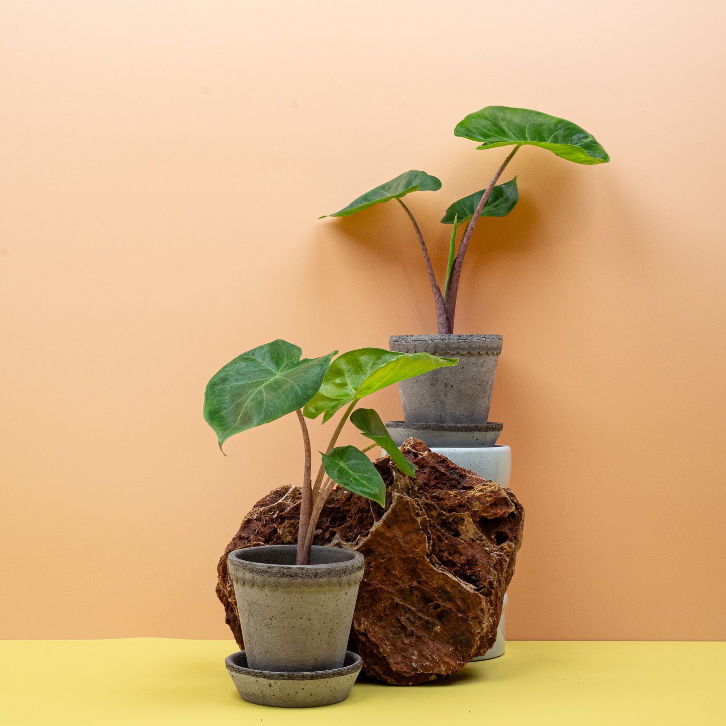 ALOCASIA IMPERIAL RED online bestellen bei potflourri