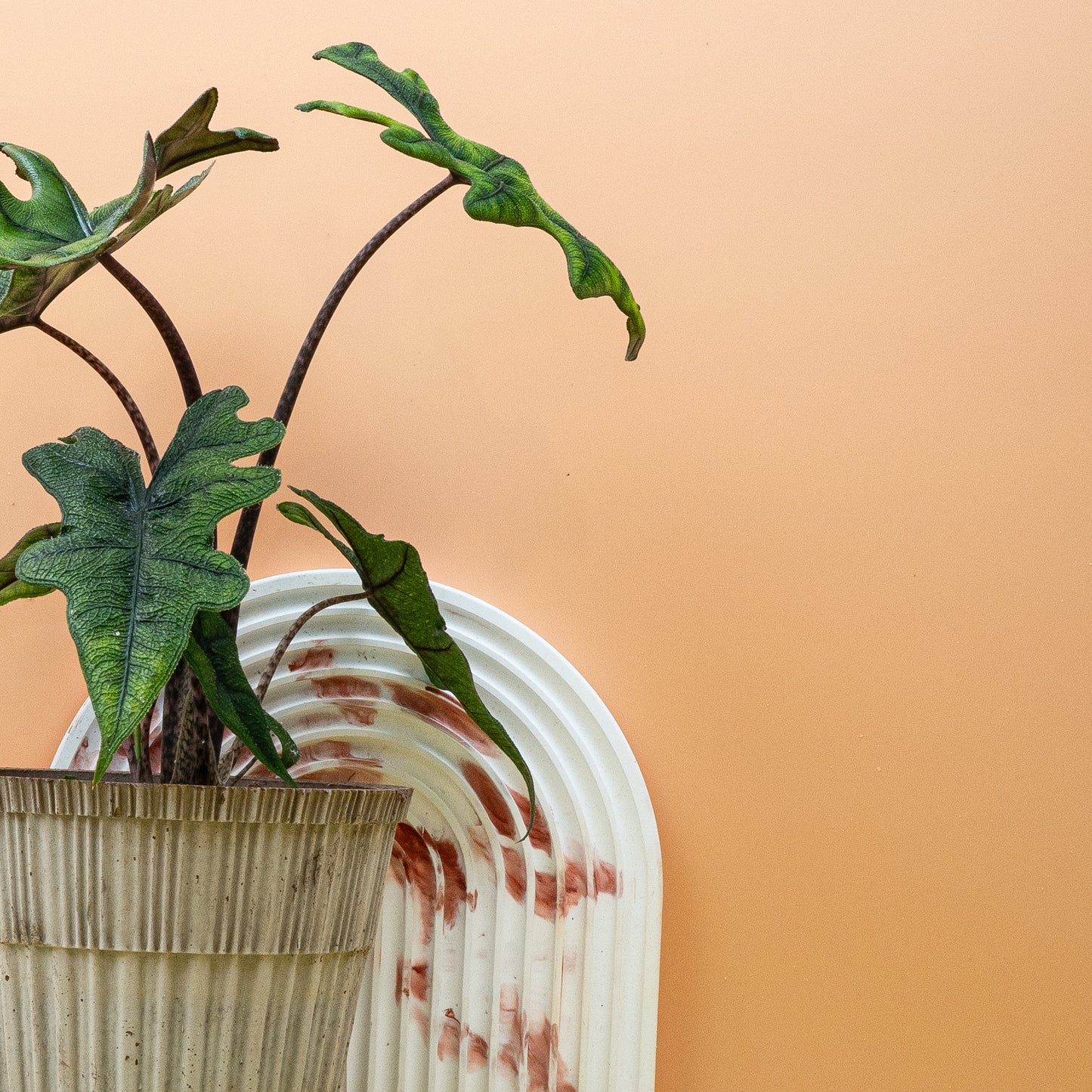 ALOCASIA JACKLYN online bestellen bei potflourri