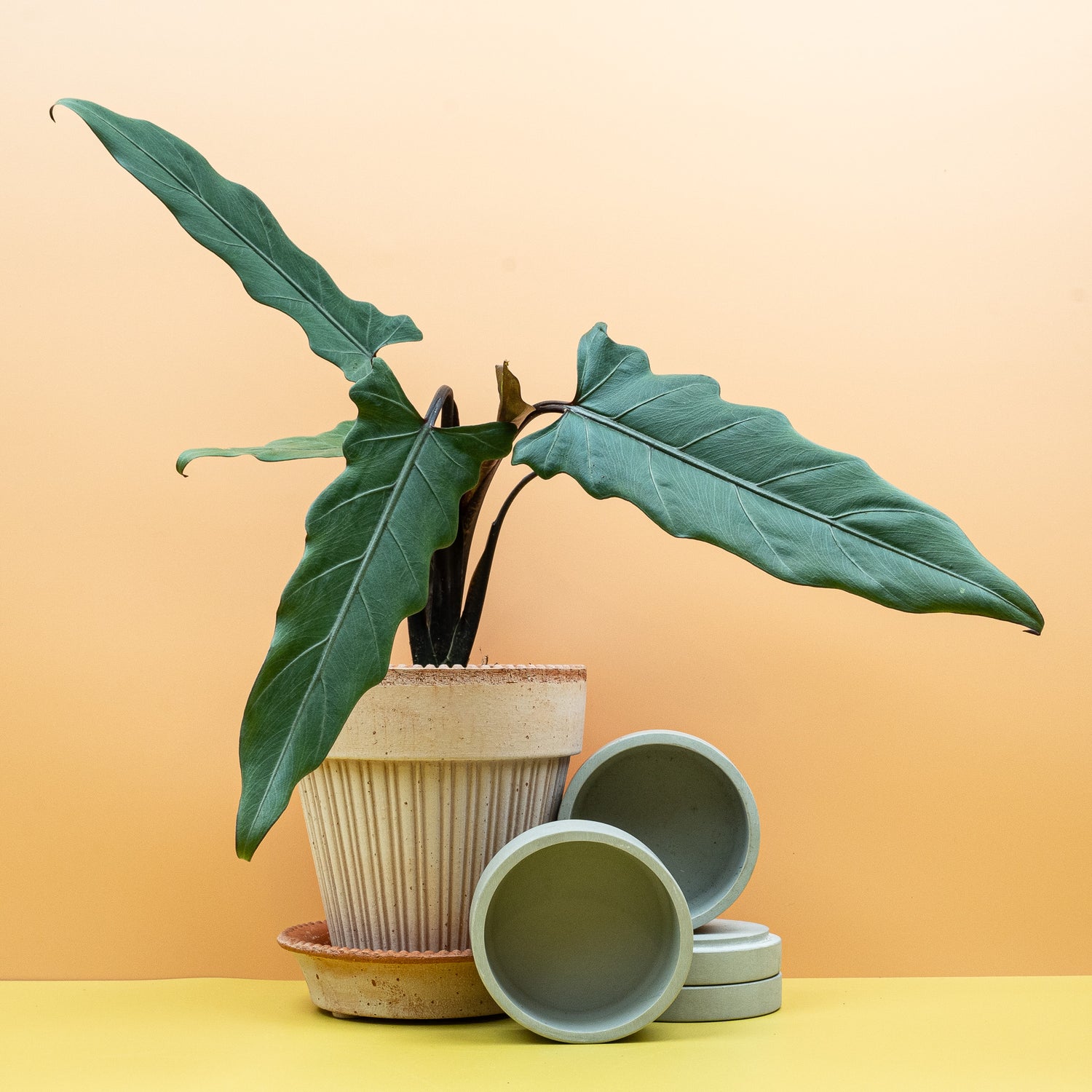 Alocasia – beeindruckende Blattfärbung in sattem Grün mit Kontrasten