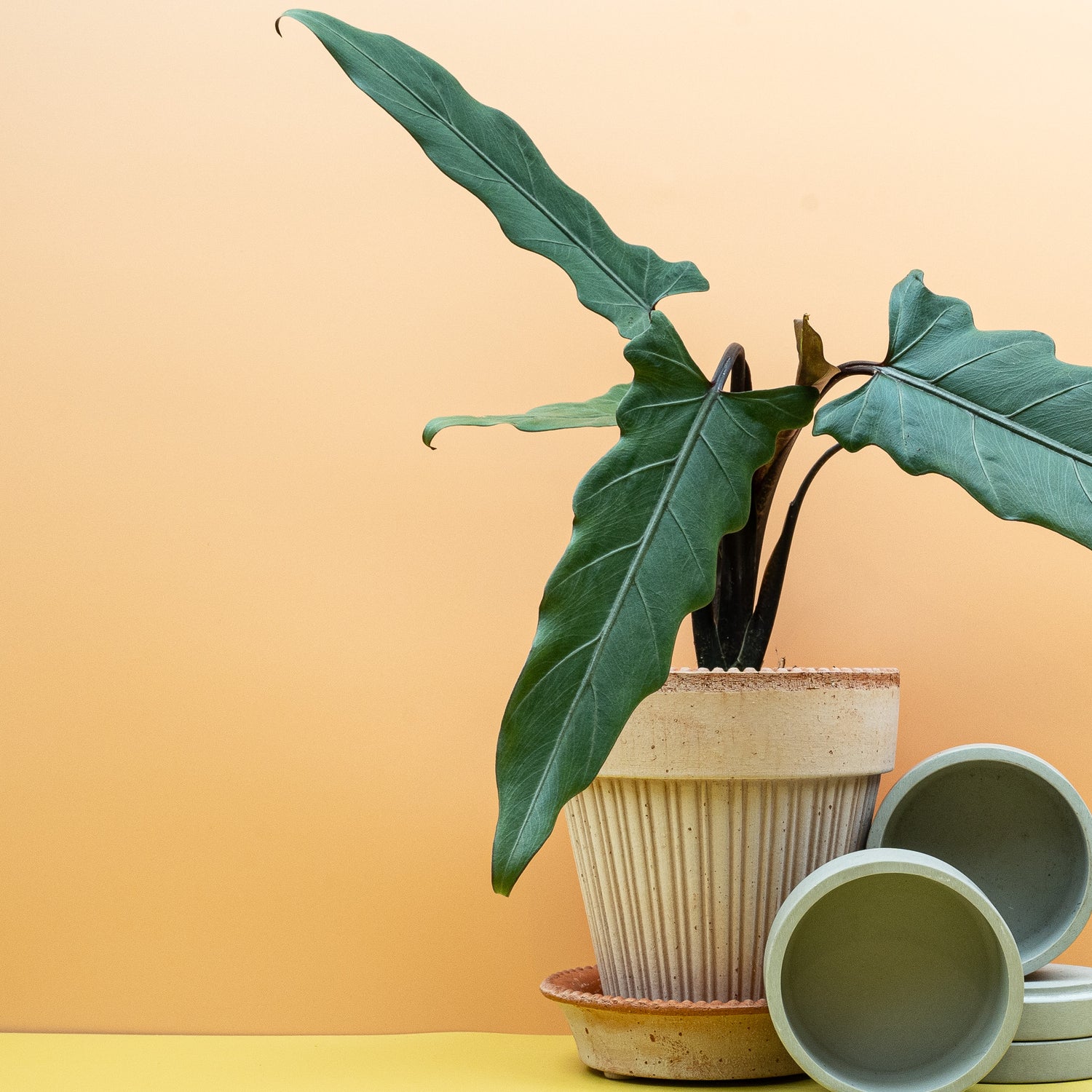 Alocasia – pflegeleichte Pflanze für halbschattige bis helle Standorte