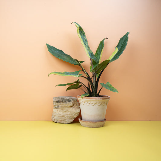 ALOCASIA LAUTERBACHIANA VARIEGATA AUREA online bestellen bei potflourri