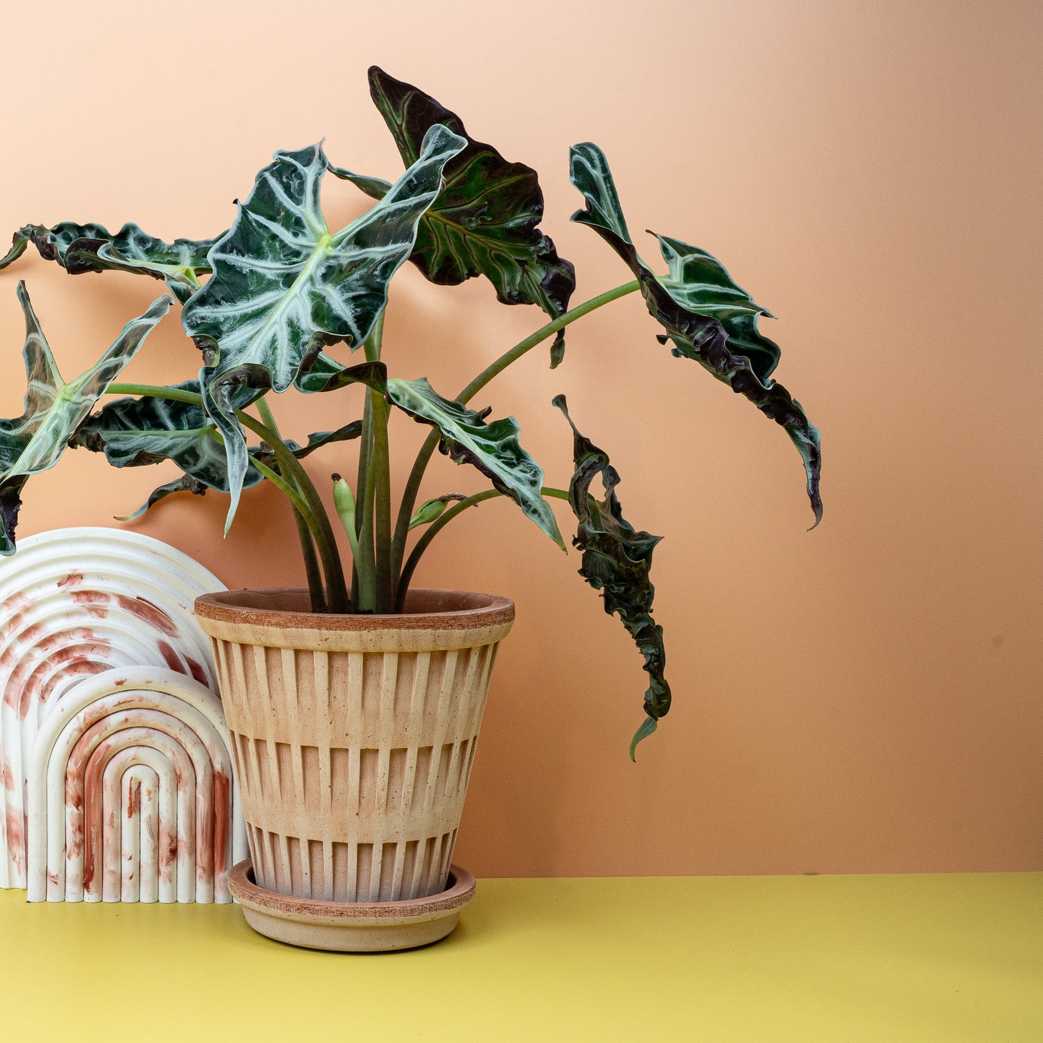 Alocasia - Nahaufnahme der Alocasia mit ihren charakteristischen Blättern