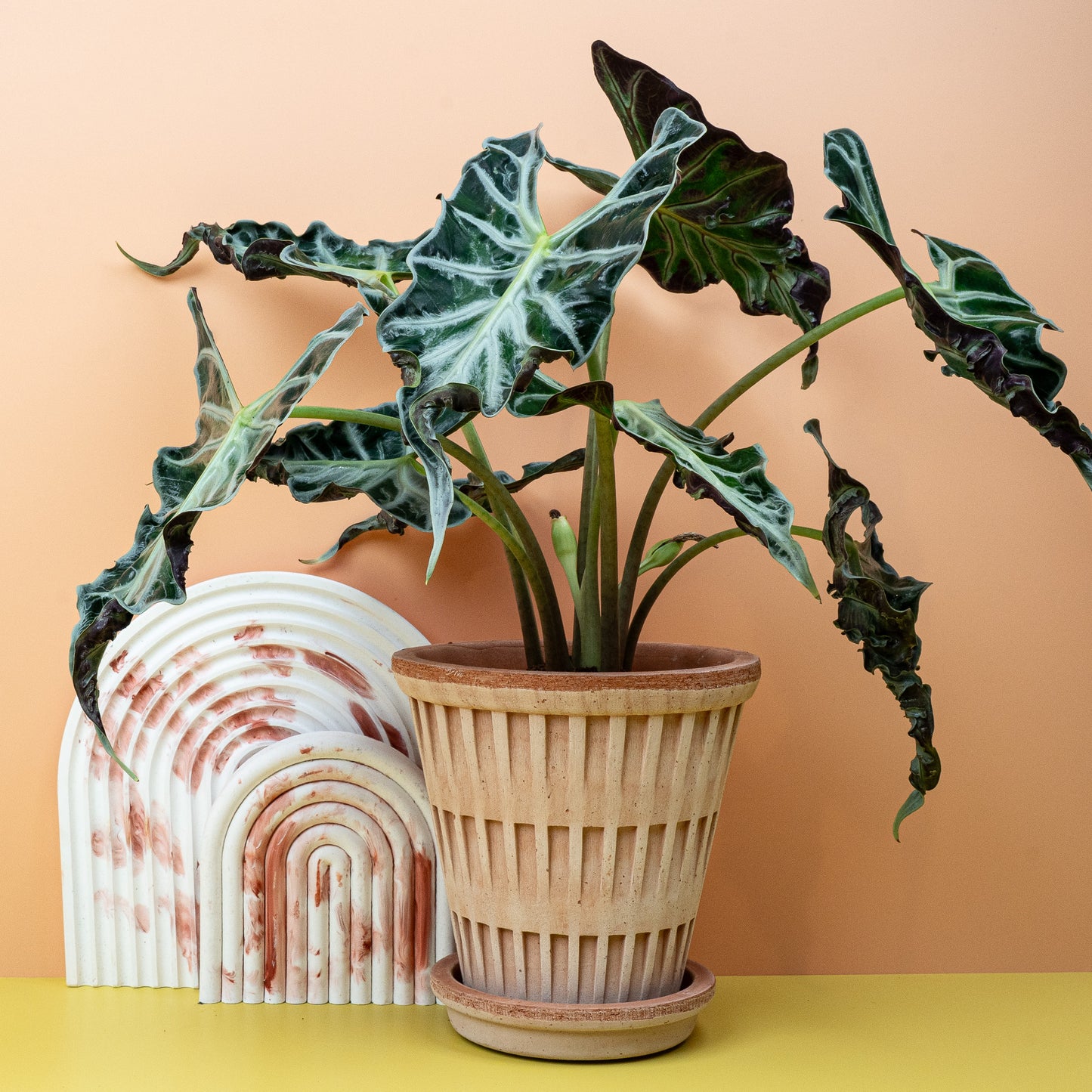 ALOCASIA LOCO online bestellen bei potflourri