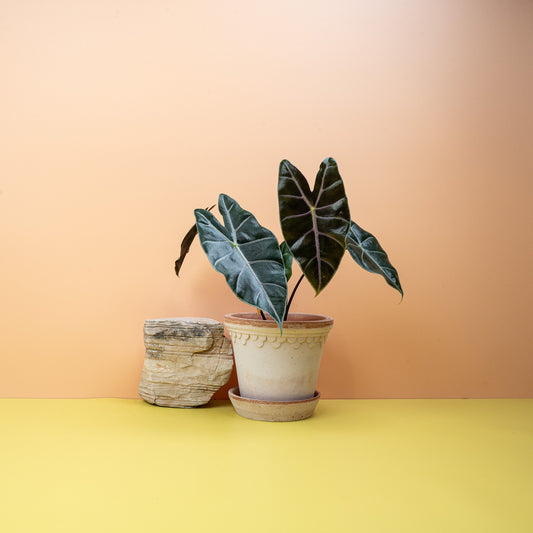 ALOCASIA LONGILOBA PURPLE VEIN online bestellen bei potflourri