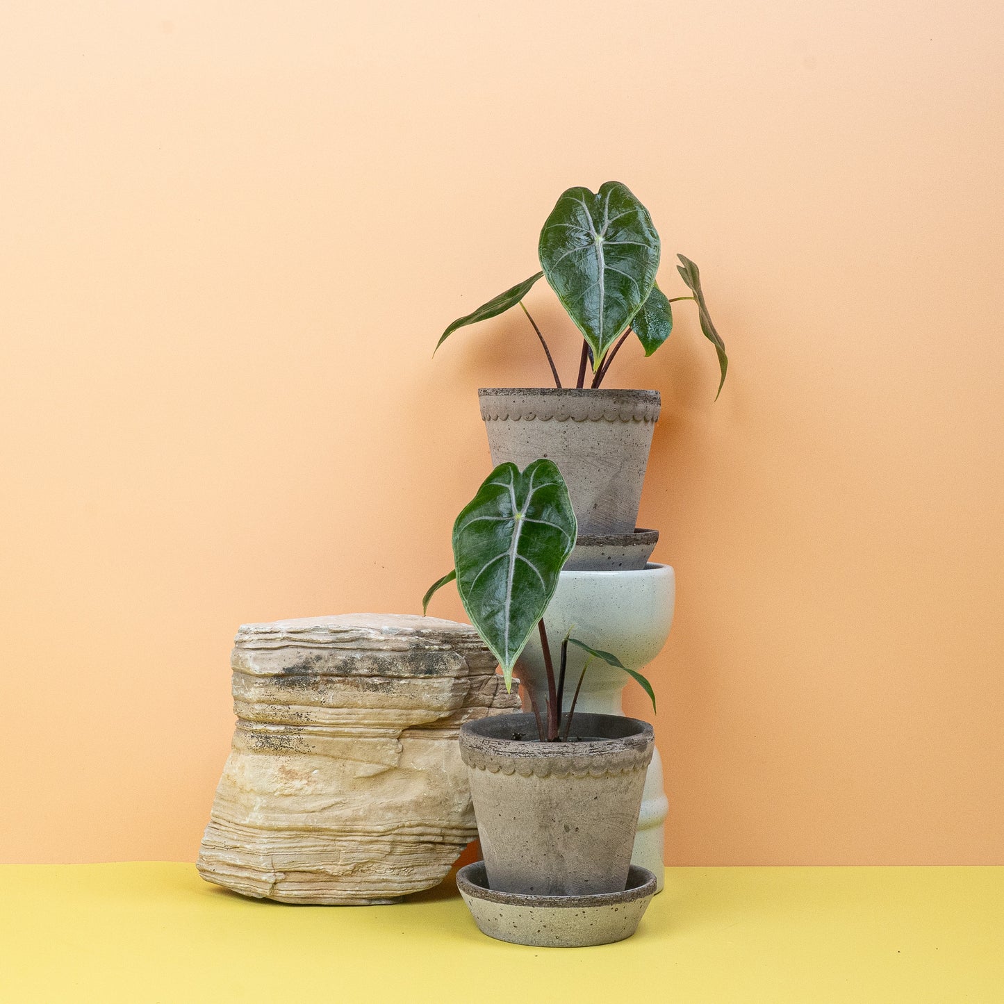 ALOCASIA LONGILOBA PURPLE VEIN online bestellen bei potflourri