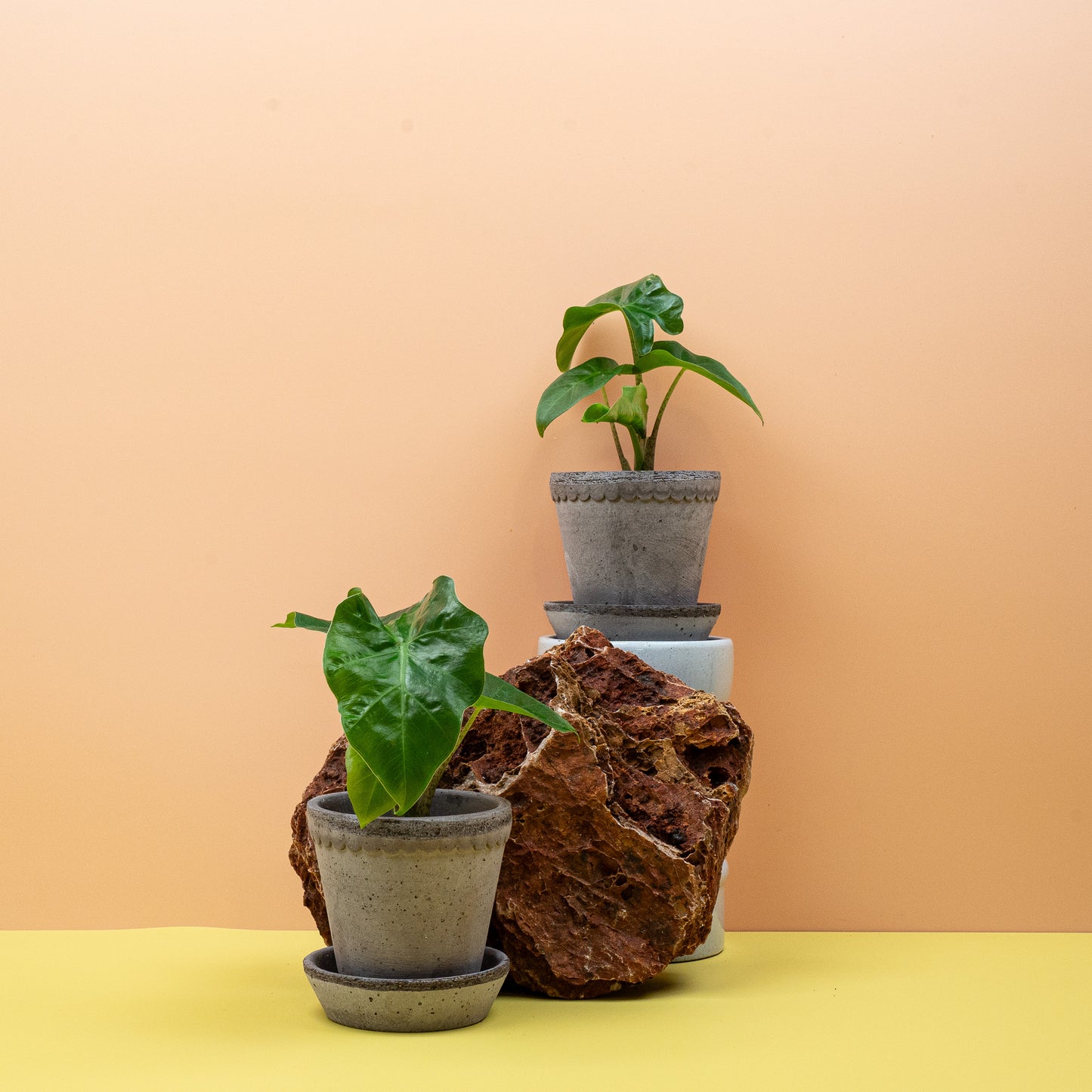 ALOCASIA LOW RIDER online bestellen bei potflourri