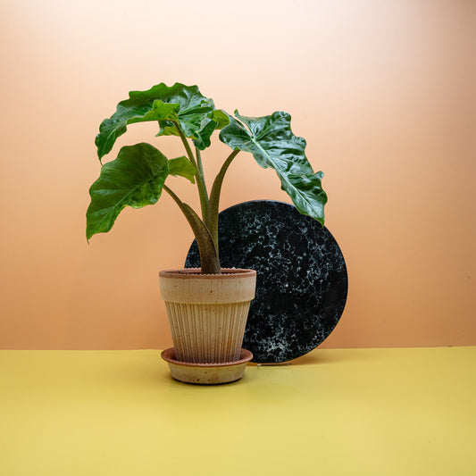 Alocasia Low Rider – kompakte Alokasie mit dunklen Blättern – potflourri