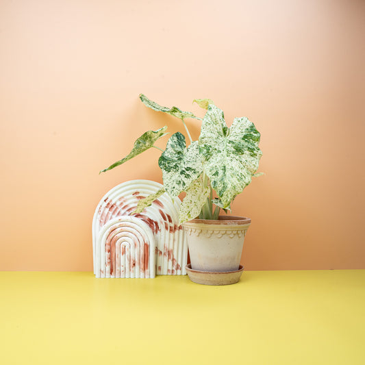 ALOCASIA MACRORRHIZA SPLASH online bestellen bei potflourri