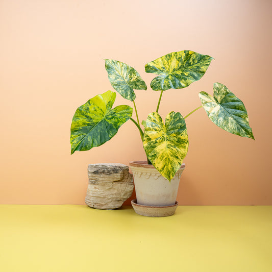 Alocasia Macrorrhiza Variegata Aurea, goldgelbe Panaschierung – potflourri