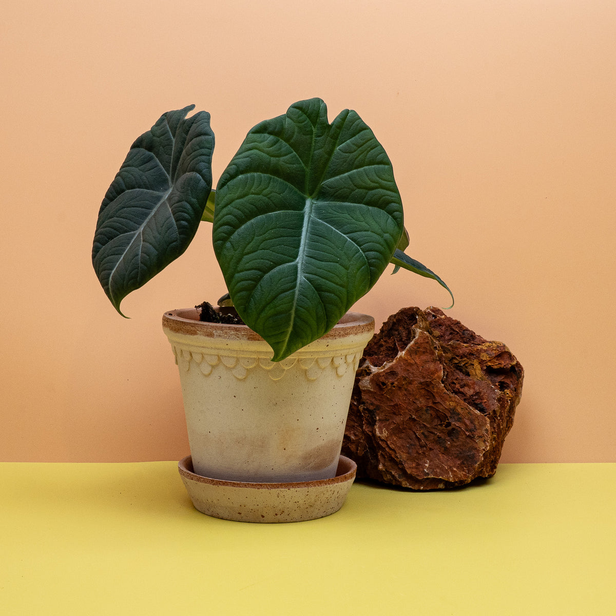 Alocasia Maharani, Gesamtansicht der Sammlerpflanze – potflourri
