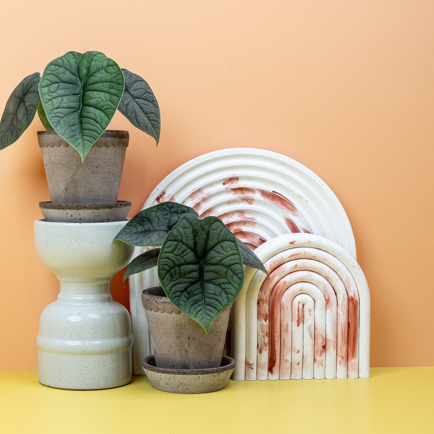 ALOCASIA MELO online bestellen bei potflourri