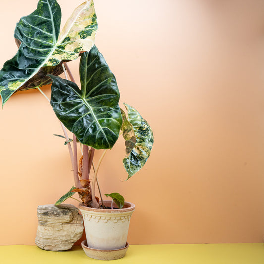ALOCASIA NAIROBI NIGHTS VARIEGATA online bestellen bei potflourri