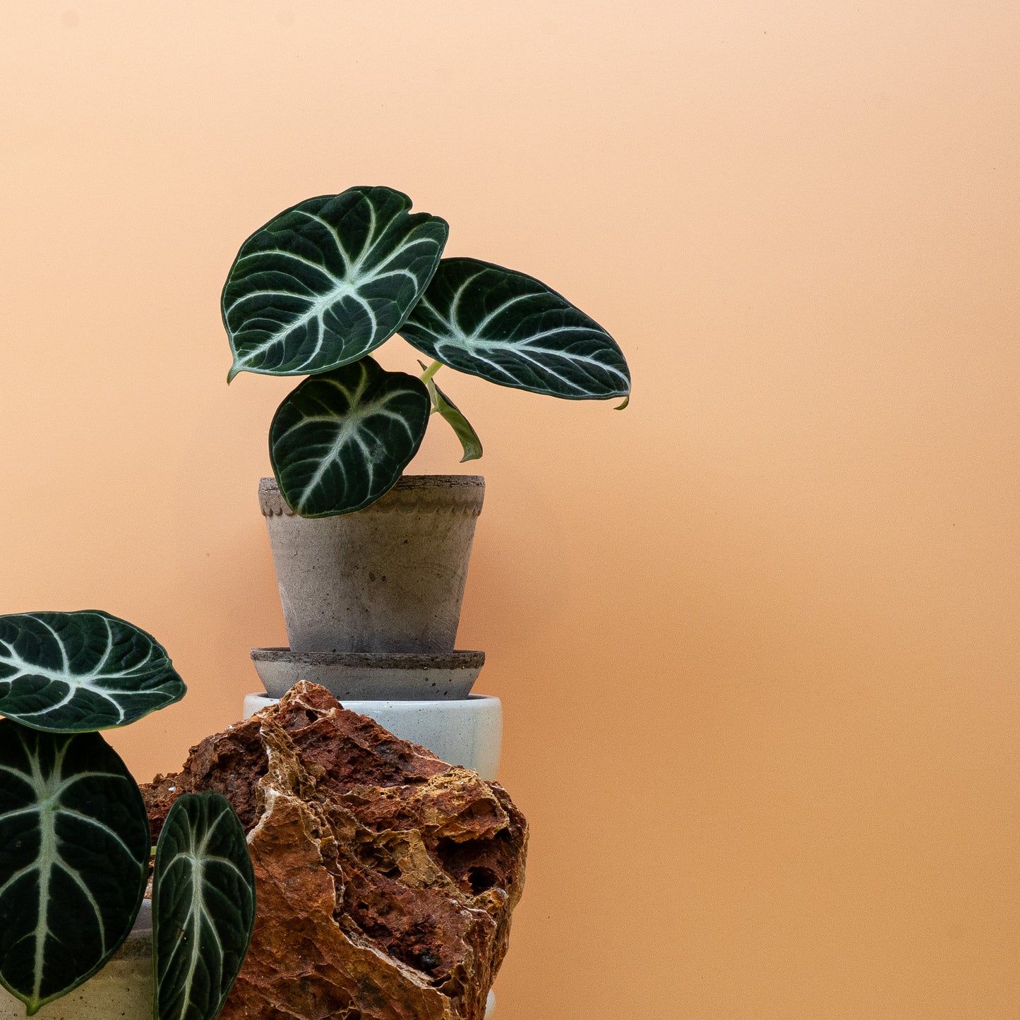 ALOCASIA NINJA online bestellen bei potflourri