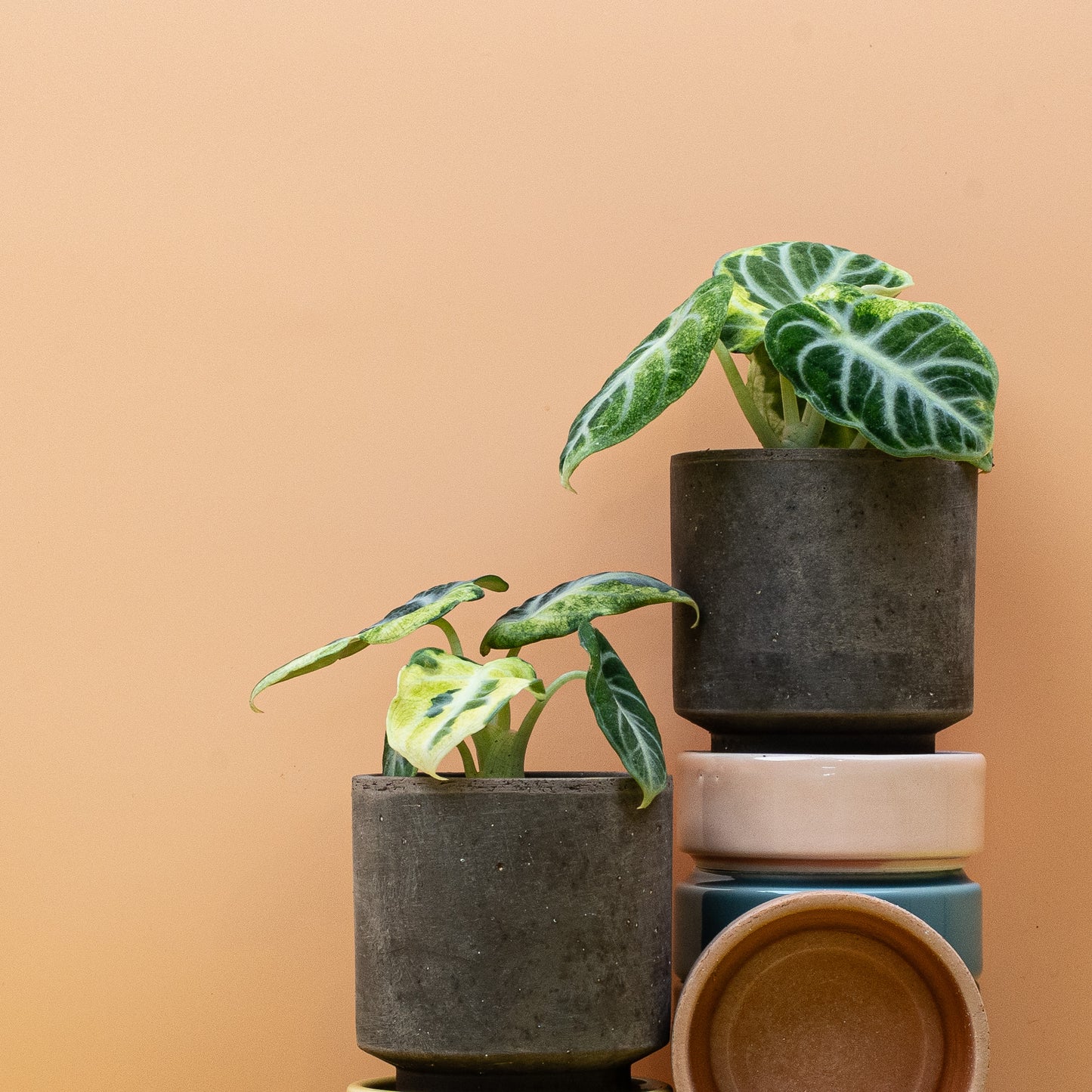 ALOCASIA NINJA VARIEGATA online bestellen bei potflourri