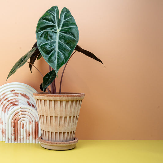 Alocasia Pink Dragon – Zimmerpflanze mit rosafarbenen Stielen – potflourri