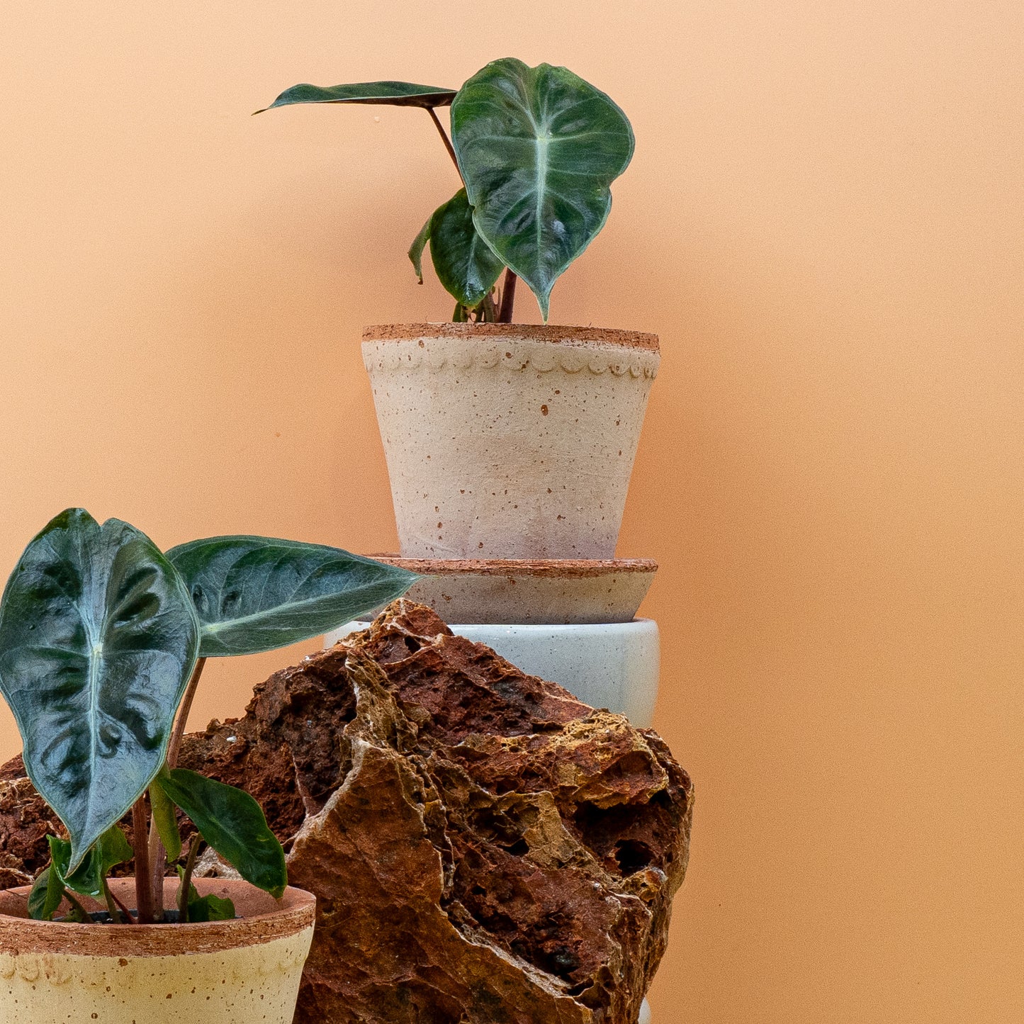 ALOCASIA PINK DRAGON online bestellen bei potflourri