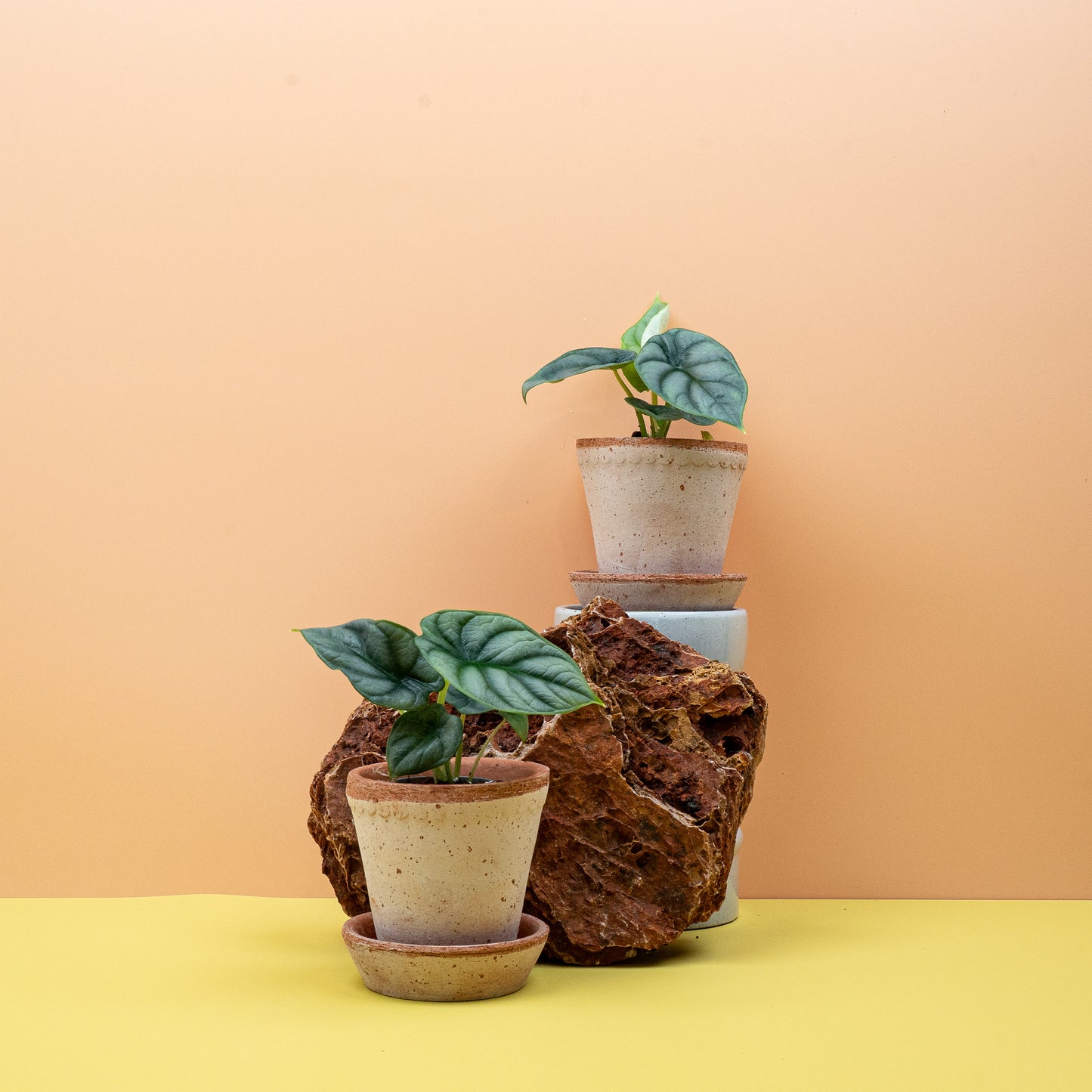 ALOCASIA SILVER DRAGON online bestellen bei potflourri