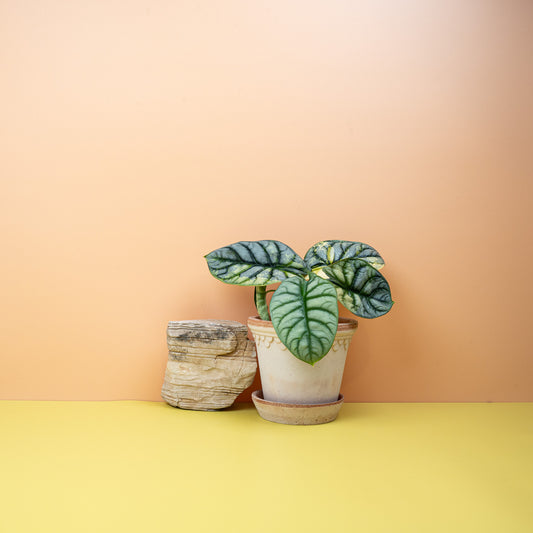 ALOCASIA SILVER DRAGON VARIEGATA online bestellen bei potflourri