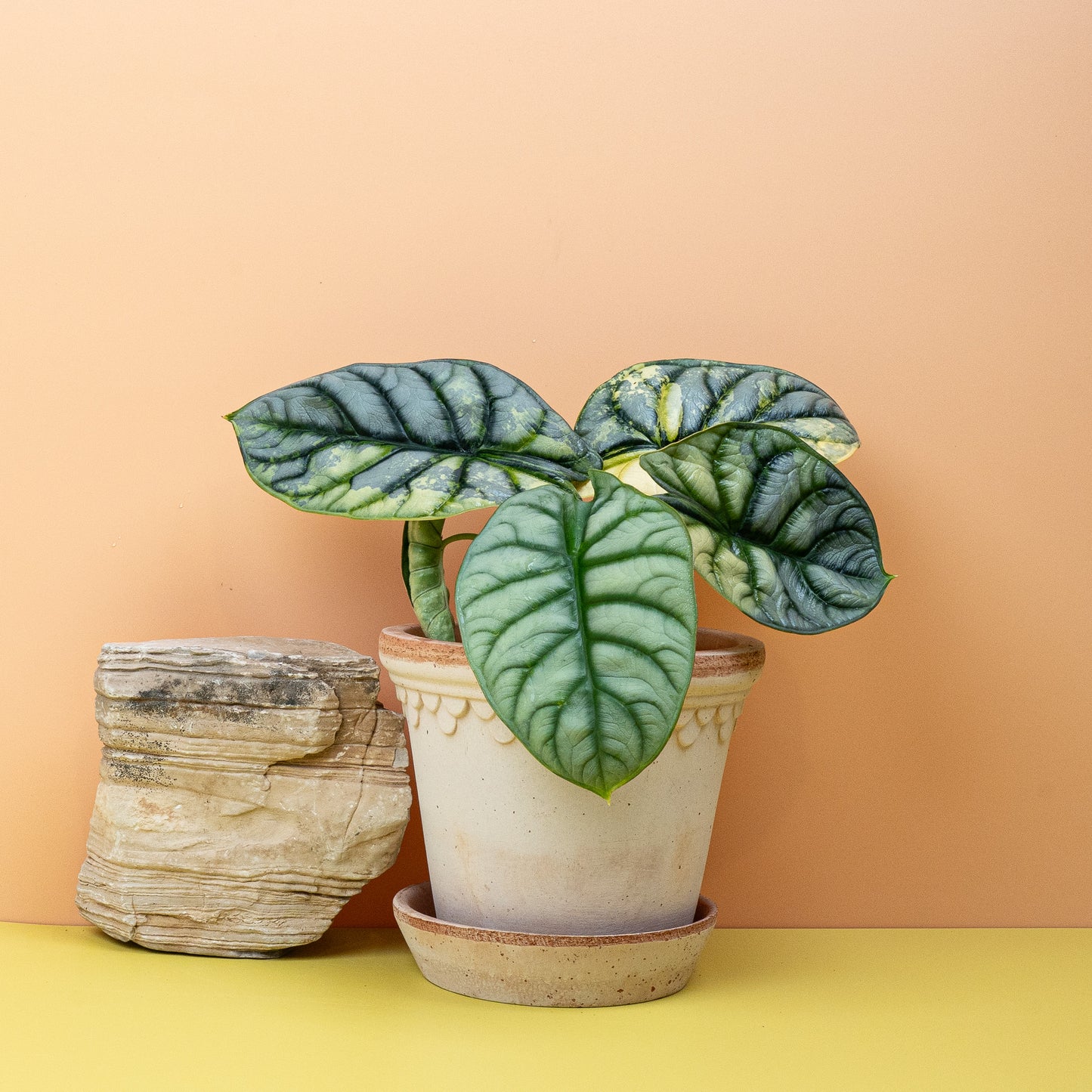 ALOCASIA SILVER DRAGON VARIEGATA online bestellen bei potflourri