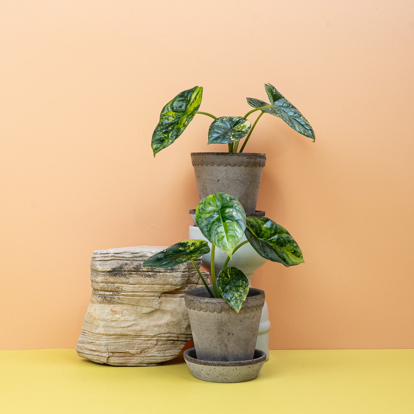 ALOCASIA SINUATA VARIEGATA online bestellen bei potflourri