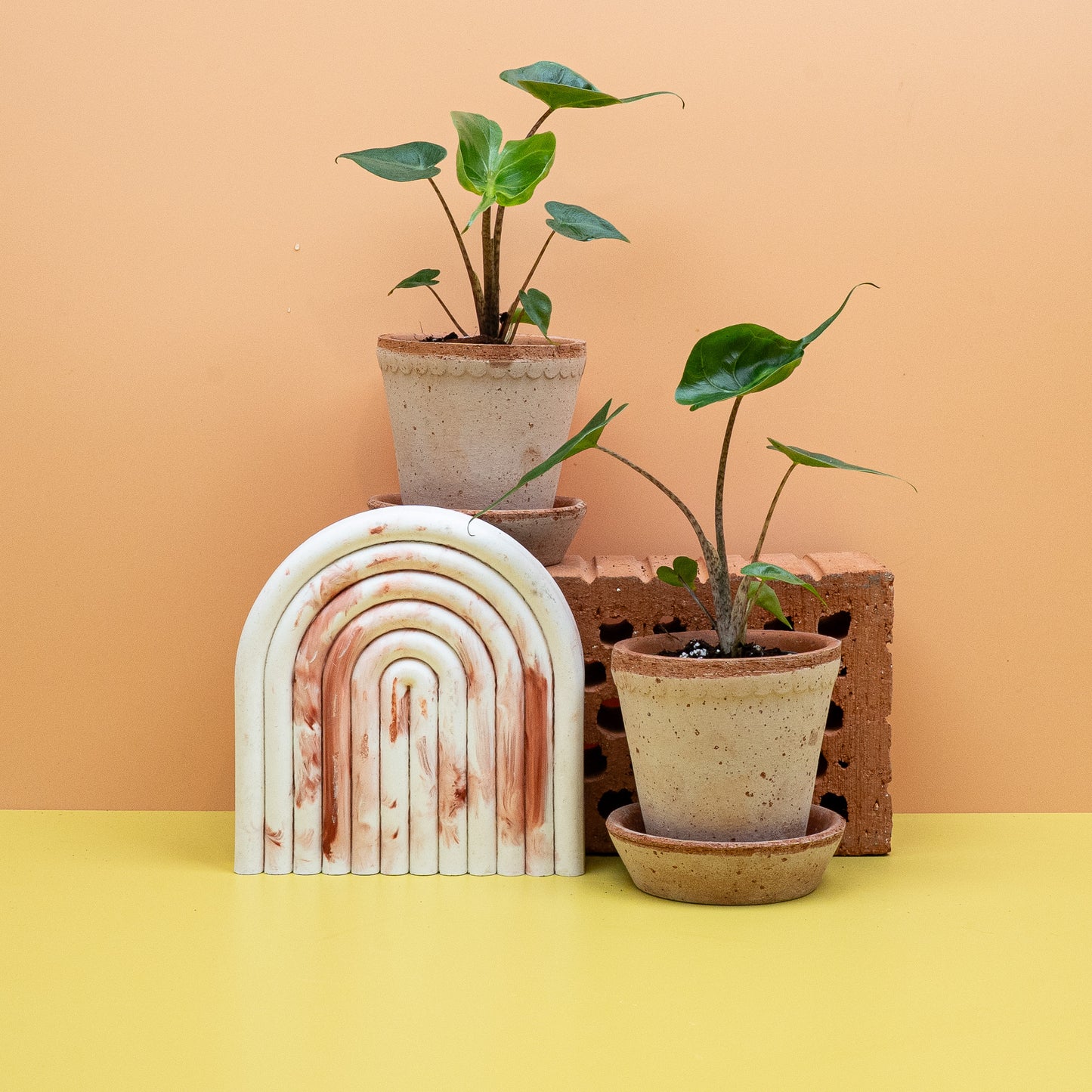 ALOCASIA STINGRAY online bestellen bei potflourri