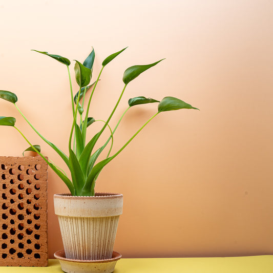 ALOCASIA TINY DANCER online bestellen bei potflourri