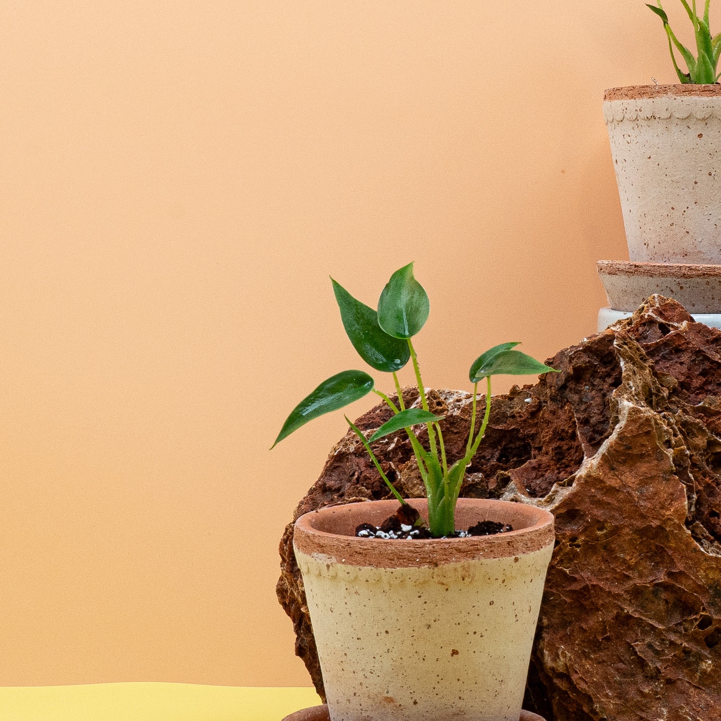 ALOCASIA TINY DANCER online bestellen bei potflourri