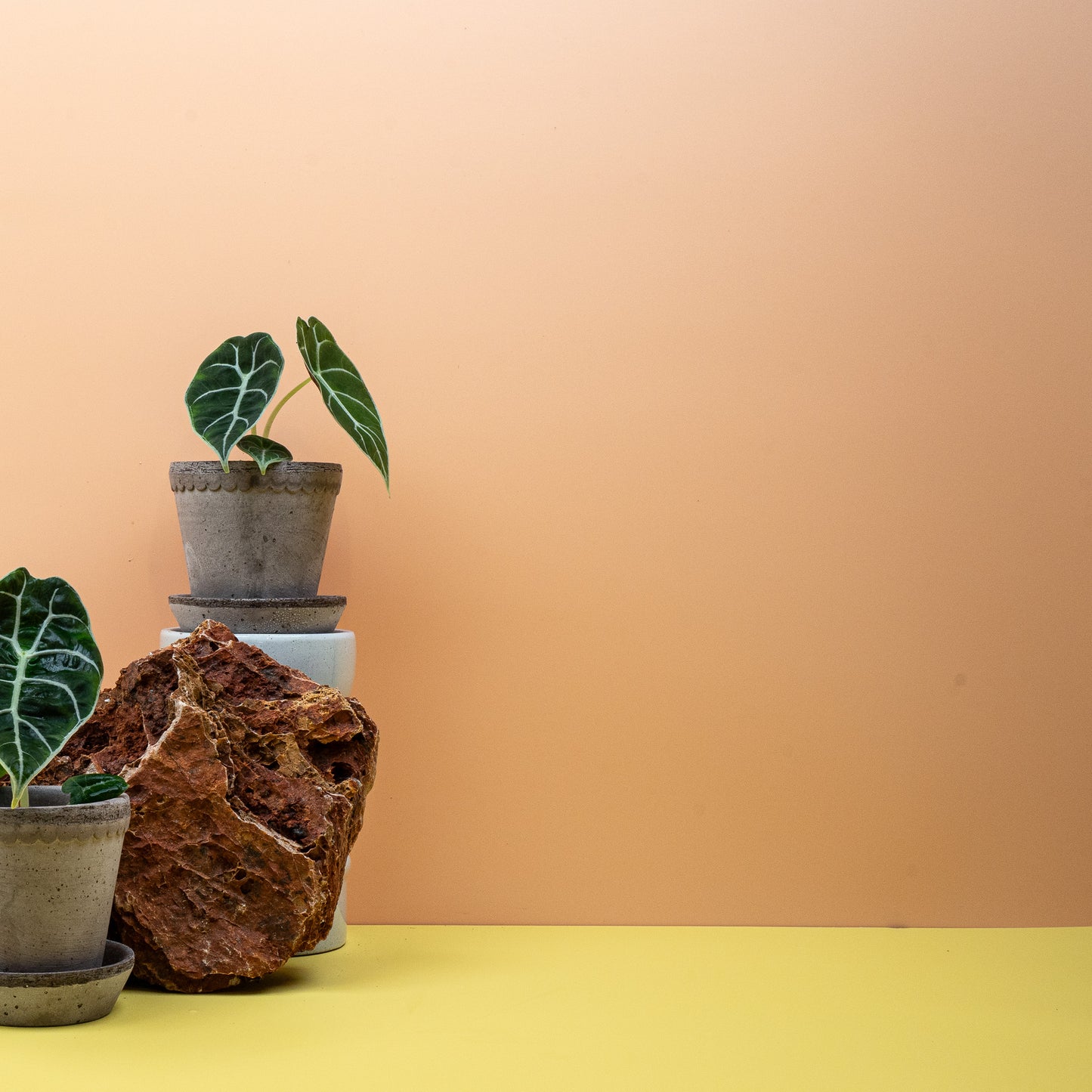 ALOCASIA WATSONIANA online bestellen bei potflourri