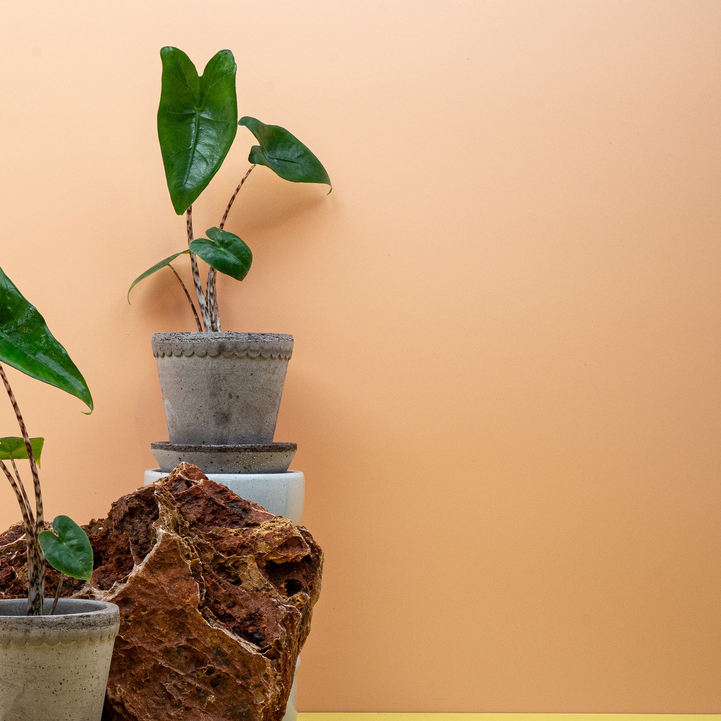 ALOCASIA ZEBRINA online bestellen bei potflourri