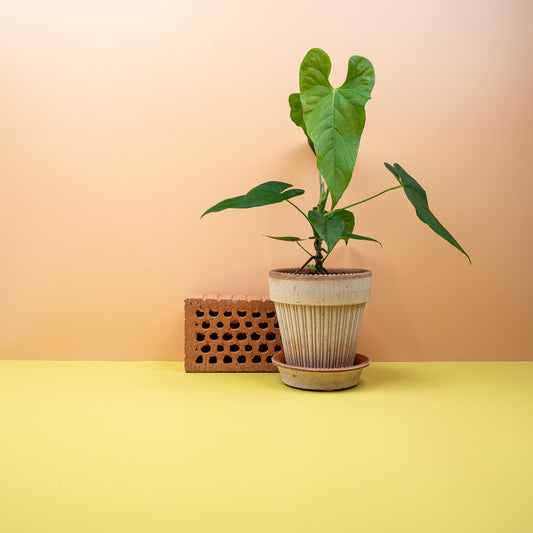 Anthurium Balaoanum, pfeilförmige Blätter mit ledriger Struktur – potflourri