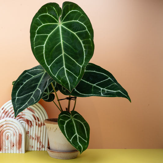 Anthurium Crystallinum – Sammler-Anthurie mit samtigen Herzblättern – potflourri