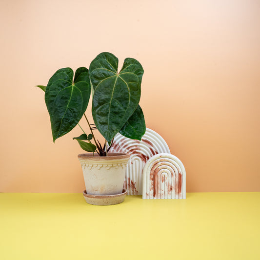 ANTHURIUM DARK PHOENIX online bestellen bei potflourri