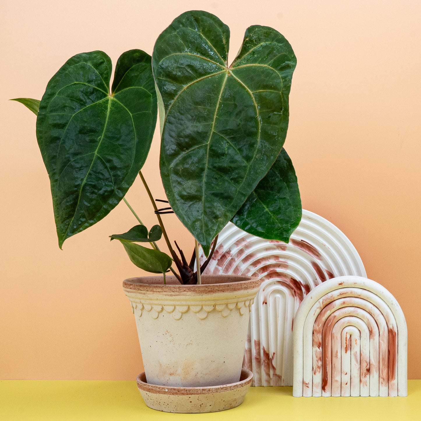 ANTHURIUM DARK PHOENIX online bestellen bei potflourri