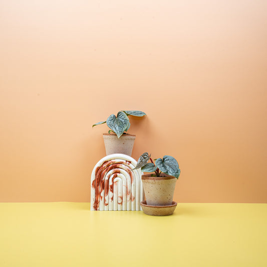 Anthurium Luxurians x Radicans, lederartige Textur – potflourri