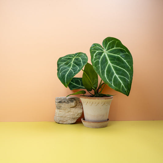 ANTHURIUM MAGNIFICUM online bestellen bei potflourri