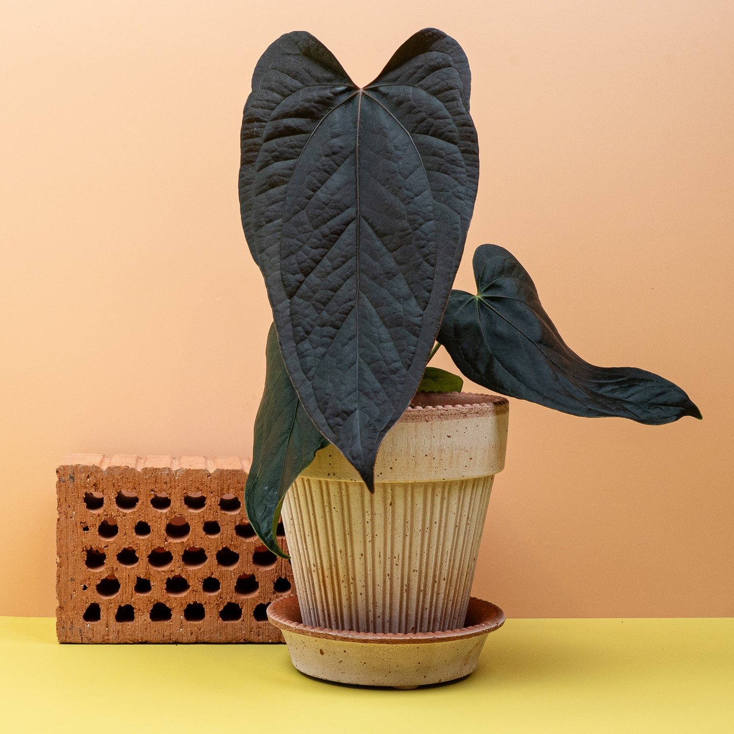 ANTHURIUM QUEEN OF HEARTS online bestellen bei potflourri