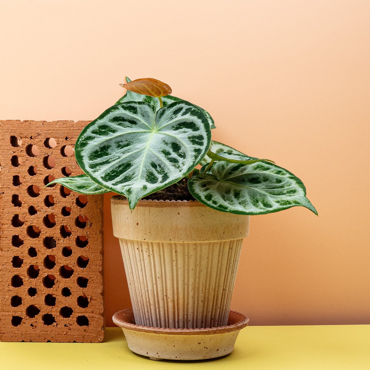 ANTHURIUM SILVER BLUSH online bestellen bei potflourri