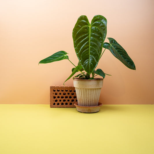 Anthurium Veitchii – Königin der Anthurien mit Riffelblättern – potflourri
