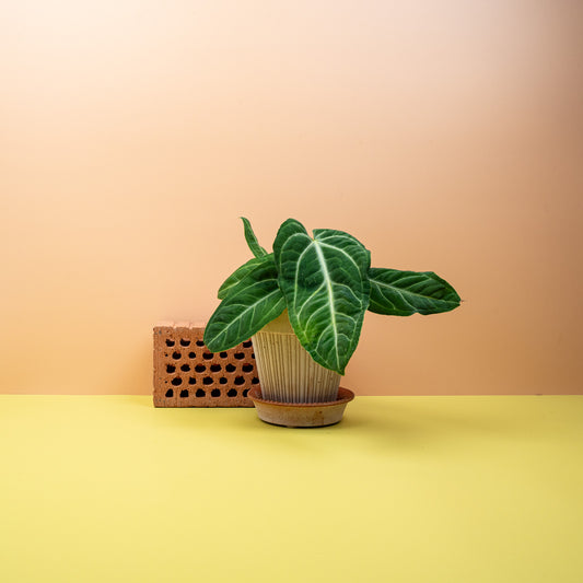 Anthurium Villenaorum, samtige dunkelgrüne Herzblätter – potflourri