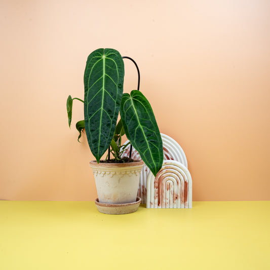 Anthurium Warocqueanum – Königin der Anthurien mit langen Blättern – potflourri