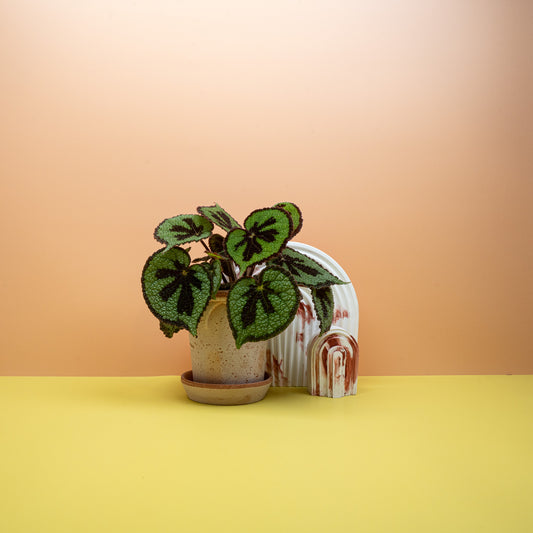 Begonia Masoniana Mountain mit reliefartiger Blattstruktur – potflourri