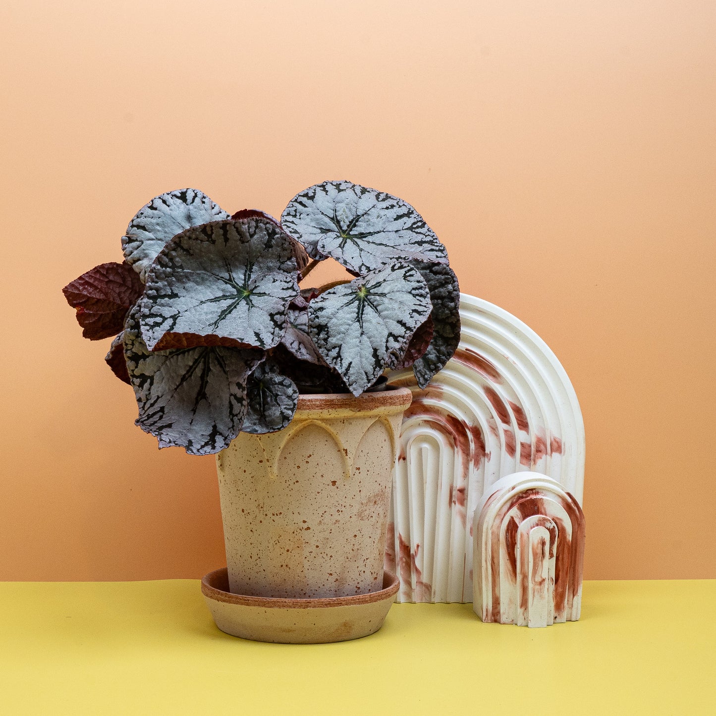 BEGONIA REX SILVER LACE online bestellen bei potflourri