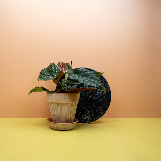 Begonia Wings Corallina mit korallfarbenen Blüten – potflourri