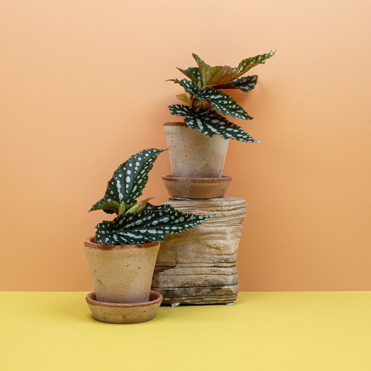 BEGONIA WINGS CORALLINA online bestellen bei potflourri